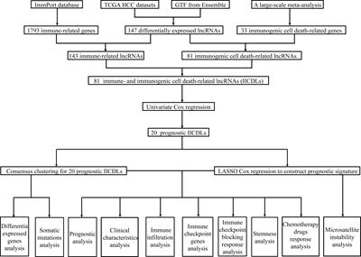 Molecular subtypes and a prognostic model for hepatocellular carcinoma based on immune- and immunogenic cell death-related lncRNAs